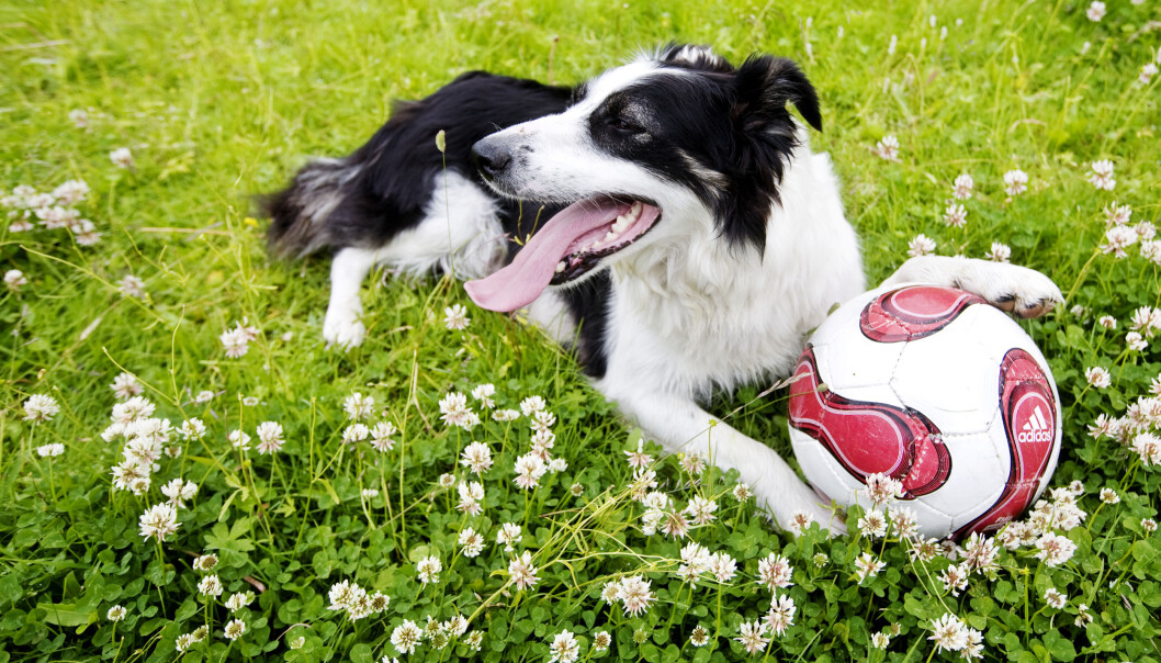 Hund er bra for helsa, har svenske forskere funnet ut. (Foto: Kyrre Lien, NTB scanpix) Hund er bra for helsa, har svenske forskere funnet ut. (Foto: Kyrre Lien, NTB scanpix)
