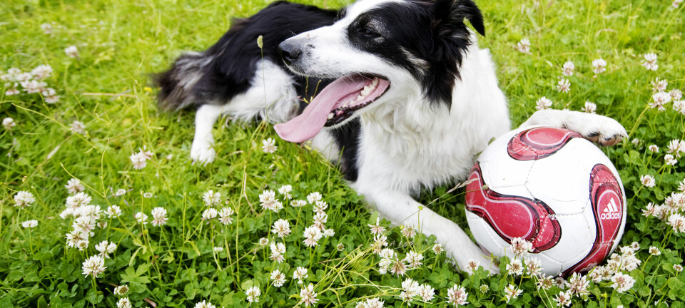 Hund er bra for helsa, har svenske forskere funnet ut. (Foto: Kyrre Lien, NTB scanpix)