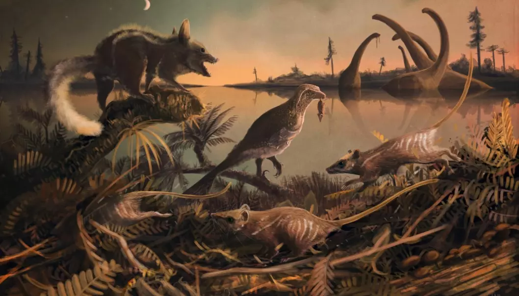 Her er en rekonstruksjon av de små rotteaktige pattedyrene som levde for 145 millioner år siden. (Illustrasjon: Dr Mark Witton, University of Portsmouth)