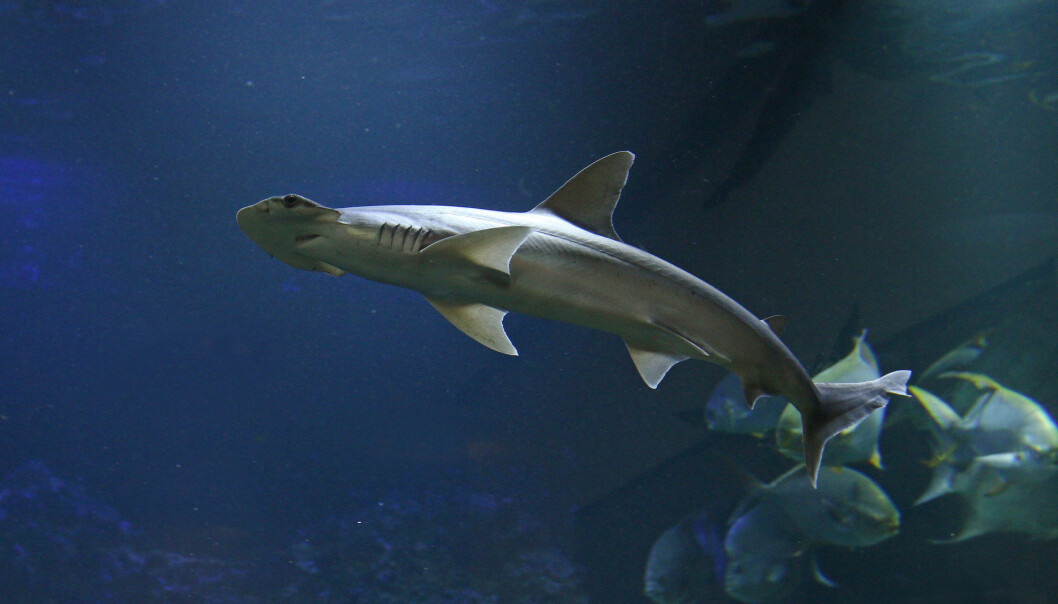 Hammerhaien Sphyrna tiburo er ikke som andre haier. Den spiser sjøgress. (Foto: Jiri Prochazka / Shutterstock / NTB scanpix) Hammerhaien Sphyrna tiburo er ikke som andre haier. Den spiser sjøgress. (Foto: Jiri Prochazka / Shutterstock / NTB scanpix)