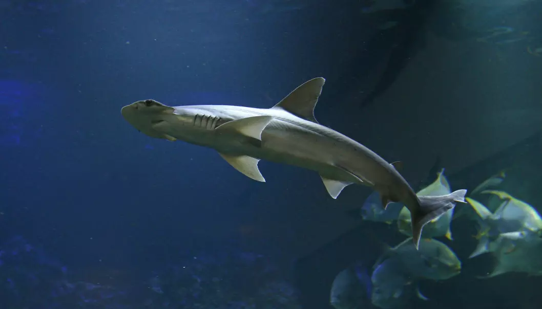 Hammerhaien Sphyrna tiburo er ikke som andre haier. Den spiser sjøgress. (Foto: Jiri Prochazka / Shutterstock / NTB scanpix)