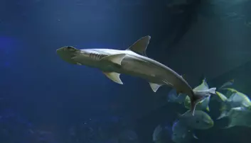 Haien som liker grønnsaker