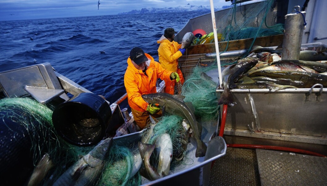 Flere andre fiskearter vil kunne rammes langt hardere enn torsk av utslipp. Hyse er for eksempel ti ganger mer sensitiv for oljesøl. (Foto: Cornelius Poppe, NTB scanpix) Flere andre fiskearter vil kunne rammes langt hardere enn torsk av utslipp. Hyse er for eksempel ti ganger mer sensitiv for oljesøl. (Foto: Cornelius Poppe, NTB scanpix)