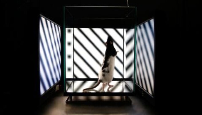 Den nye typen synsceller er funnet ved hjelp av studier av våkne rotter. Rottene får en elektrode festet til hodet som ligner dem som brukes på mennesker med Parkinsons sykdom. (Foto: Terje Heiestad, UiO) Den nye typen synsceller er funnet ved hjelp av studier av våkne rotter. Rottene får en elektrode festet til hodet som ligner dem som brukes på mennesker med Parkinsons sykdom. (Foto: Terje Heiestad, UiO)