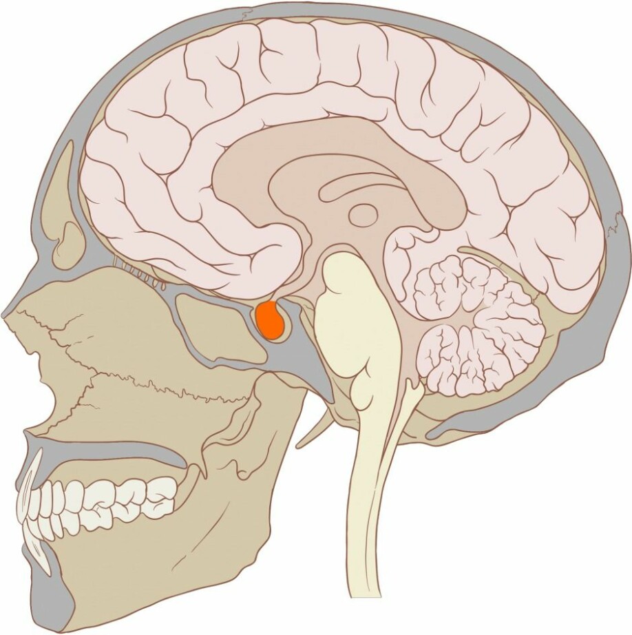 Puberteten starter i en liten kjertel på undersiden av hjernen som produserer to hormoner ved navn FSH og LH. (Illustrasjon: Patrick J. Lynch/Wikimedia Commons)