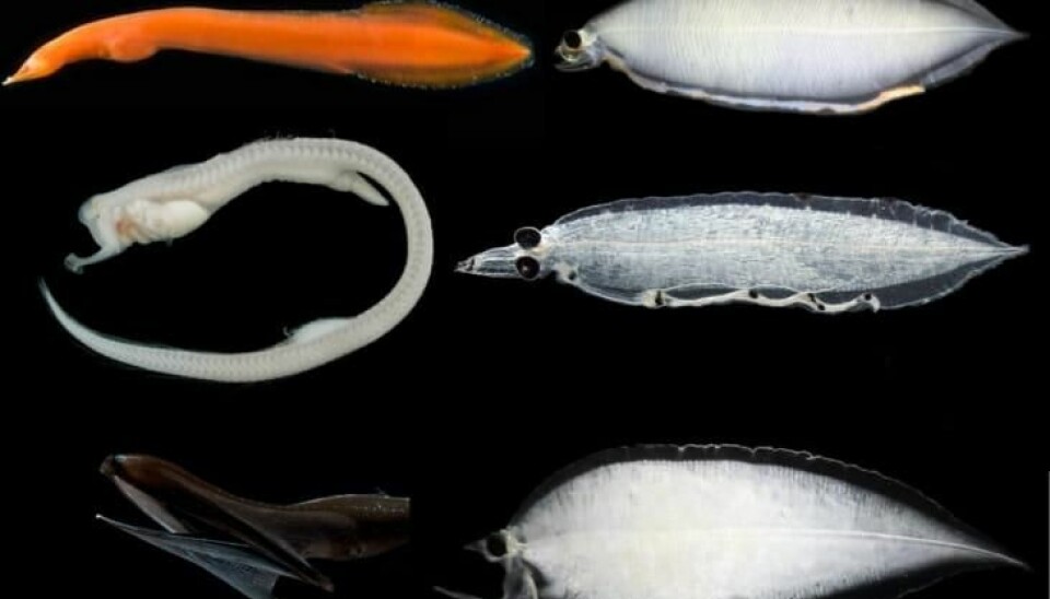 Her ser vi tre av de fem kjente familiene av dyphavsål. Ålefamiliene i voksenstadiet på venstre side og i larvestadiet på høyre side. Fra toppen: den pelagiske røde snipeålen, kjevefisk og pelikanål. (Foto: Poulsen et al., Plos One)