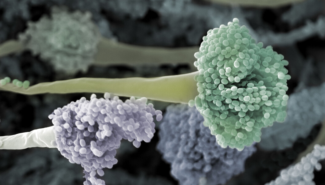 Aspergillus fumigatus er en sykdomsfremkallende muggsopp som har utviklet høy grad av azolresistens. Denne soppen produserer store mengder sporer som spres lett gjennom luft. (Foto: Veterinærinstittuttet) Aspergillus fumigatus er en sykdomsfremkallende muggsopp som har utviklet høy grad av azolresistens. Denne soppen produserer store mengder sporer som spres lett gjennom luft. (Foto: Veterinærinstittuttet)