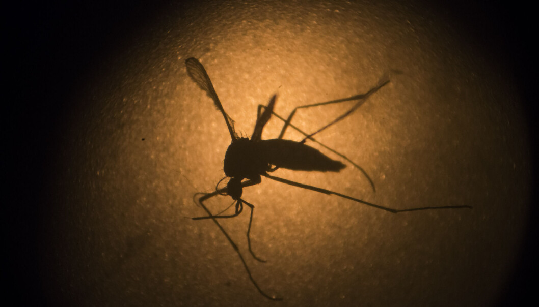 Oppfinneren av myggen som skulle utrydde dengue og zika-viruset fikk Det Europeiske Patentverkets oppfinnerpris for sin bragd. Men myggen ble sluppet ut i Brasil uten at noen visste langtidsvirkningene av å utrydde en sykdomsbnærende art i et sårbart naturområde. - Dette ble ikke tatt hensyn til i vurderingen da oppfinnelsen ble innvilget patent, sier forsker. Oppfinneren av myggen som skulle utrydde dengue og zika-viruset fikk Det Europeiske Patentverkets oppfinnerpris for sin bragd. Men myggen ble sluppet ut i Brasil uten at noen visste langtidsvirkningene av å utrydde en sykdomsbnærende art i et sårbart naturområde. - Dette ble ikke tatt hensyn til i vurderingen da oppfinnelsen ble innvilget patent, sier forsker.