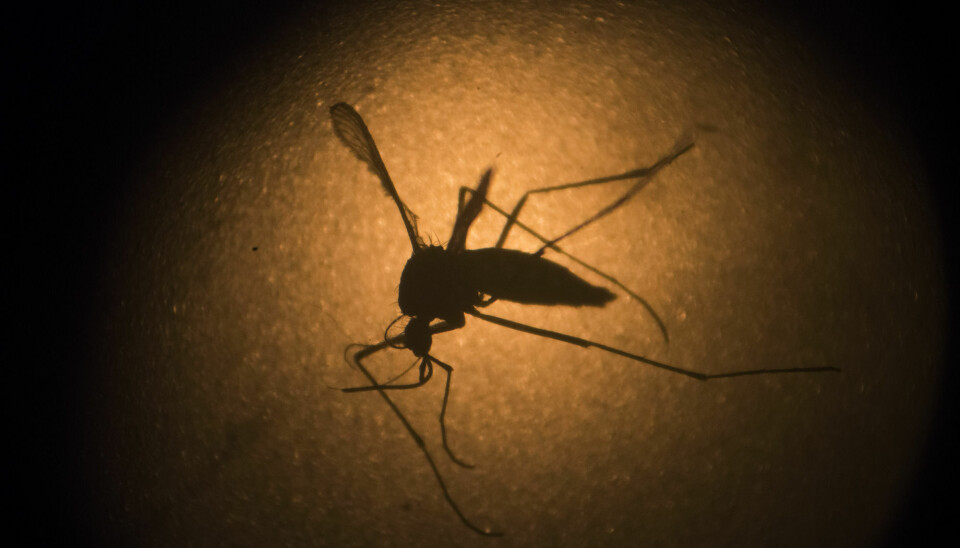 Oppfinneren av myggen som skulle utrydde dengue og zika-viruset fikk Det Europeiske Patentverkets oppfinnerpris for sin bragd. Men myggen ble sluppet ut i Brasil uten at noen visste langtidsvirkningene av å utrydde en sykdomsbnærende art i et sårbart naturområde. - Dette ble ikke tatt hensyn til i vurderingen da oppfinnelsen ble innvilget patent, sier forsker.