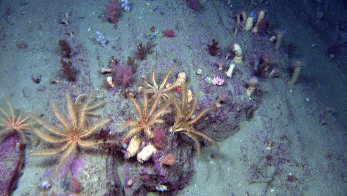 Langs en skråning med grunnfjell i midtre del av Rijpfjorden ble det filmet flere individer av fjærstjernen Heliometra glacialis sammen med sjøanemoner. Fjærstjernen finnes i kalde vannmasser. (foto: MAreano/HI) Langs en skråning med grunnfjell i midtre del av Rijpfjorden ble det filmet flere individer av fjærstjernen Heliometra glacialis sammen med sjøanemoner. Fjærstjernen finnes i kalde vannmasser. (foto: MAreano/HI)