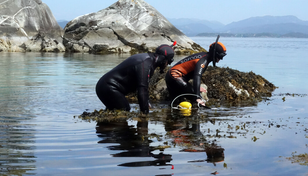 Kim Halvorsen og kollega Caroline Durif skal snorkle ut til leppefisken sine reir for å legge ut utstyret. (Foto: Torhild Dahl, Havforskningsinstituttet) Kim Halvorsen og kollega Caroline Durif skal snorkle ut til leppefisken sine reir for å legge ut utstyret. (Foto: Torhild Dahl, Havforskningsinstituttet)