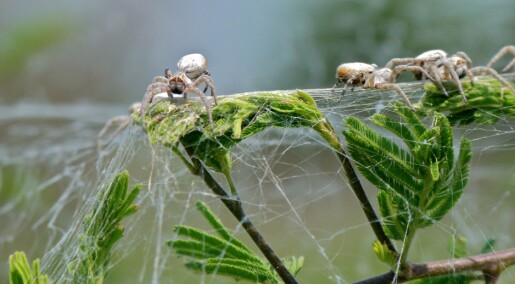 Edderkopper trenger også en tøffing i gjengen