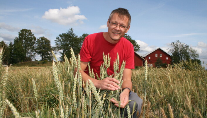Planteforsker Morten Lillemo en av forsøksfeltene på NMBU hvor hvete i fremtiden også vil bli testet for tørketoleranse. (Foto: Janne Karin Brodin) Planteforsker Morten Lillemo en av forsøksfeltene på NMBU hvor hvete i fremtiden også vil bli testet for tørketoleranse. (Foto: Janne Karin Brodin)