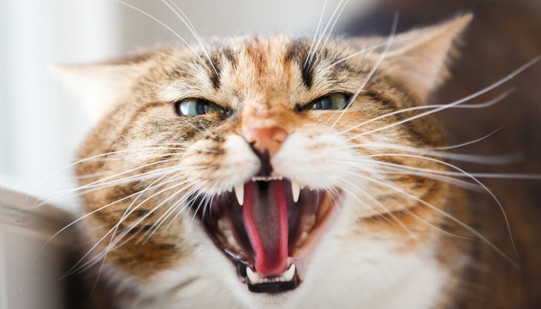 En matte som katten skal gå på, sammen med et spørreskjema til katteeieren, kan gjøre det lettere å diagnostisere artrose hos katter, ifølge en ny svensk doktorgrad. (Foto: Shutterstock / NTB scanpix) En matte som katten skal gå på, sammen med et spørreskjema til katteeieren, kan gjøre det lettere å diagnostisere artrose hos katter, ifølge en ny svensk doktorgrad. (Foto: Shutterstock / NTB scanpix)