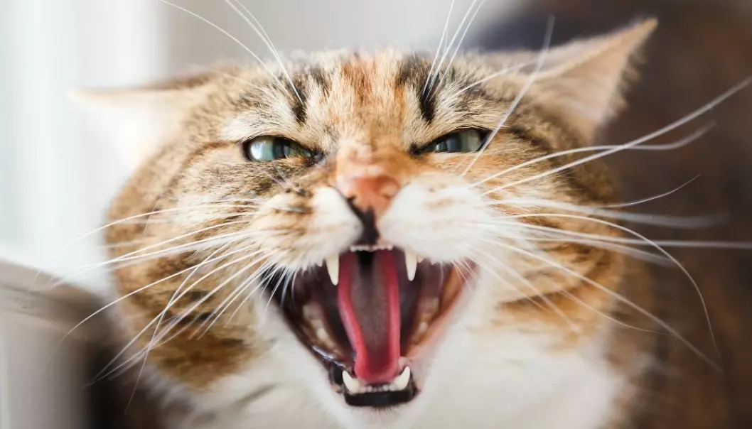 Er katten din i dårlig humør? Det kan skyldes artrose