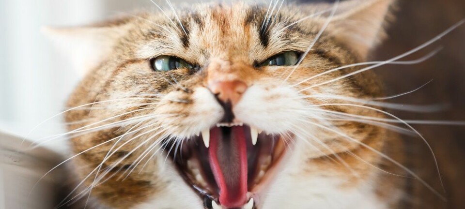 En matte som katten skal gå på, sammen med et spørreskjema til katteeieren, kan gjøre det lettere å diagnostisere artrose hos katter, ifølge en ny svensk doktorgrad. (Foto: Shutterstock / NTB scanpix)
