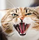 Er katten din i dårlig humør? Det kan skyldes artrose