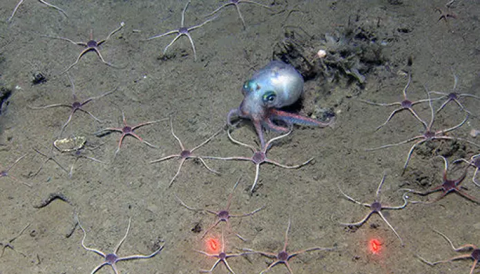 Ein aldri så kul blekksprut kjekkar seg blant slangestjernene. (Bilde: MAREANO/HI)