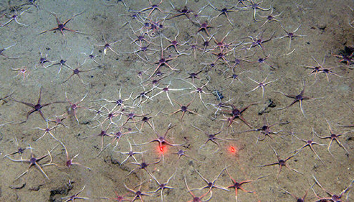 I Rijpfjorden kryr det av slangestjerna Ophiocten cericeum. (Bilde: MAREANO/HI) I Rijpfjorden kryr det av slangestjerna Ophiocten cericeum. (Bilde: MAREANO/HI)