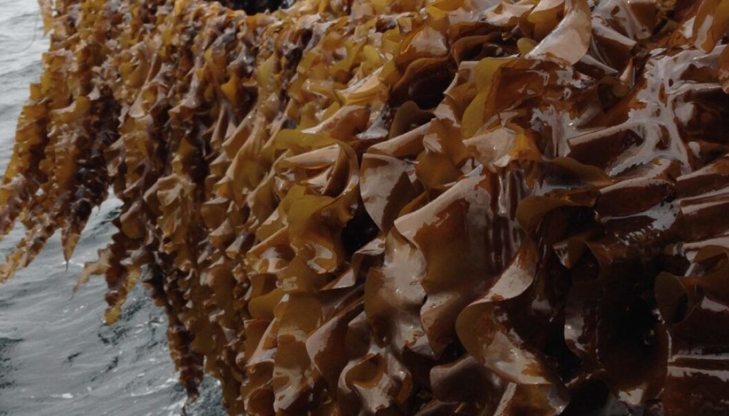 Denne sukkertaren inneholder masse næringsstoffer og bør gi oss ny industri, mener konkluderer Sintef. Bildet er fra Seaweed Energy Solution sitt anlegg utenfor Sistranda på trøndelagskysten. (Foto: Sintef) Denne sukkertaren inneholder masse næringsstoffer og bør gi oss ny industri, mener konkluderer Sintef. Bildet er fra Seaweed Energy Solution sitt anlegg utenfor Sistranda på trøndelagskysten. (Foto: Sintef)
