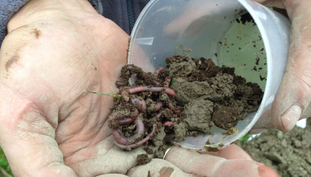 Hva sier meitemark og mikroorganismer til å leve i nærheten av planter som er sprayet med glyfosat? (Foto: Reidun Pommeresche / NORSØK) Hva sier meitemark og mikroorganismer til å leve i nærheten av planter som er sprayet med glyfosat? (Foto: Reidun Pommeresche / NORSØK)