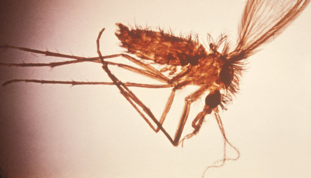 Sandflua Phlebotomus er en av smittebærerne av leishmania-parasitter. Sandflua Phlebotomus er en av smittebærerne av leishmania-parasitter.