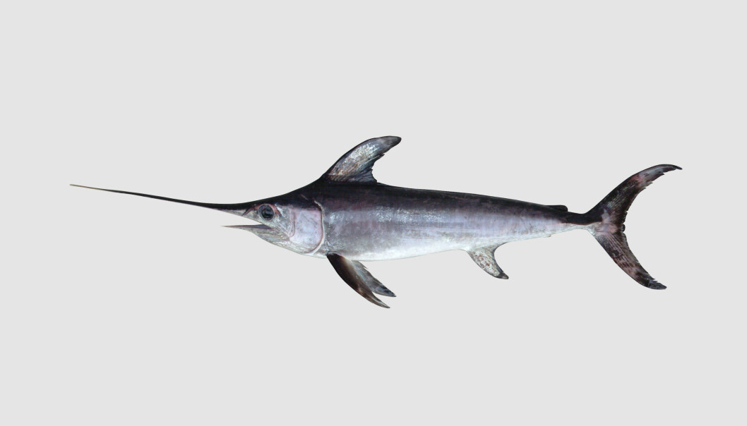 Sverdfisken er en sjelden art i norske farvann. Likevel dukket det nylig opp et eksemplar på Huk. Tall fra Havforskningsinstituttet viser at det er flere sverdfisk som velger å ta turen nordover. (Foto: Havforskningsinstituttet)