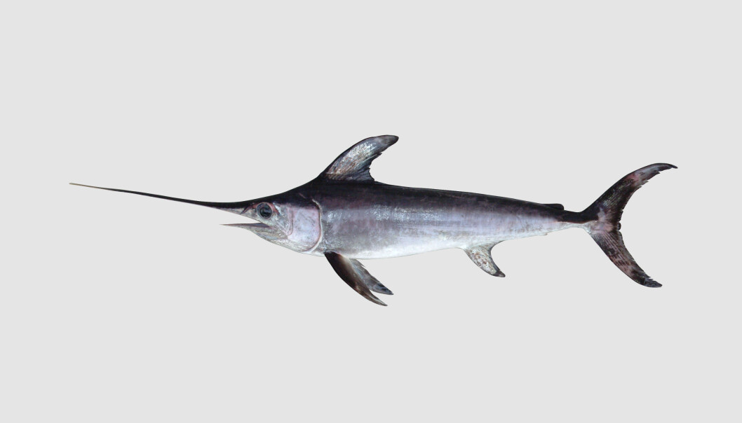 Sverdfisken er en sjelden art i norske farvann. Likevel dukket det nylig opp et eksemplar på Huk. Tall fra Havforskningsinstituttet viser at det er flere sverdfisk som velger å ta turen nordover. (Foto: Havforskningsinstituttet) Sverdfisken er en sjelden art i norske farvann. Likevel dukket det nylig opp et eksemplar på Huk. Tall fra Havforskningsinstituttet viser at det er flere sverdfisk som velger å ta turen nordover. (Foto: Havforskningsinstituttet)