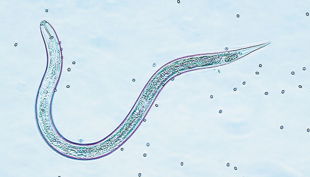 Globalt sett er avlingstapet grunna nematodar stort og ein trussel for matsikkerheita. Her er ein korncystenematode, som er små rundormar. ( Foto: NIBIO) Globalt sett er avlingstapet grunna nematodar stort og ein trussel for matsikkerheita. Her er ein korncystenematode, som er små rundormar. ( Foto: NIBIO)