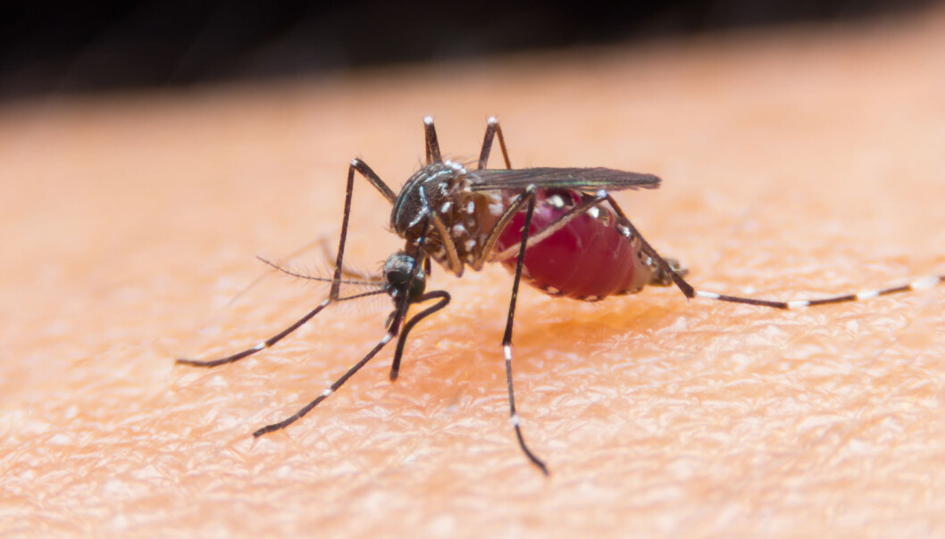 Malaria overføres til mennesker via noen myggarter. Når malariaparasitten har kommet over i blodet vårt, begynner den å formere seg. Nå har forskere funnet et nytt stoff som kan hindre parasitten i å spre seg i kroppen vår. (Illustrasjonsfoto: Shutterstock / NTB Scanpix) Malaria overføres til mennesker via noen myggarter. Når malariaparasitten har kommet over i blodet vårt, begynner den å formere seg. Nå har forskere funnet et nytt stoff som kan hindre parasitten i å spre seg i kroppen vår. (Illustrasjonsfoto: Shutterstock / NTB Scanpix)