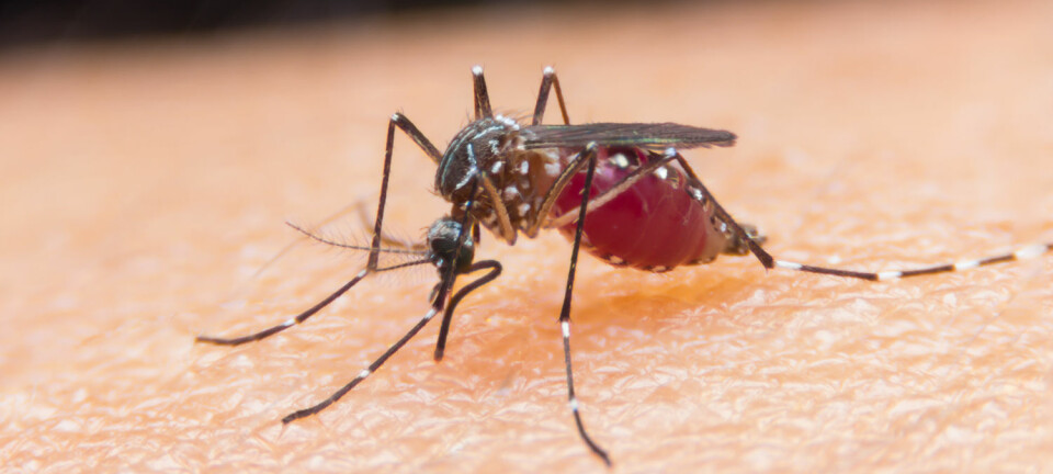 Malaria overføres til mennesker via noen myggarter. Når malariaparasitten har kommet over i blodet vårt, begynner den å formere seg. Nå har forskere funnet et nytt stoff som kan hindre parasitten i å spre seg i kroppen vår.  (Illustrasjonsfoto: Shutterstock / NTB Scanpix)