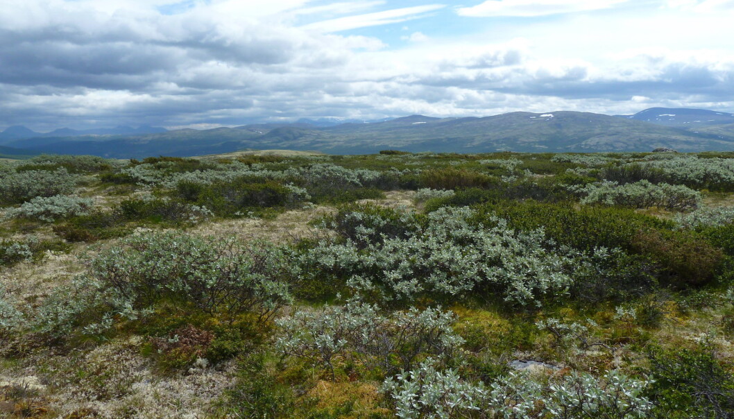 Hvilken type vegetasjon lagrer mest karbondioksid? Svaret var ikke det forskerne trodde. (Foto: Mia Vedel Sørensen / NTNU) Hvilken type vegetasjon lagrer mest karbondioksid? Svaret var ikke det forskerne trodde. (Foto: Mia Vedel Sørensen / NTNU)