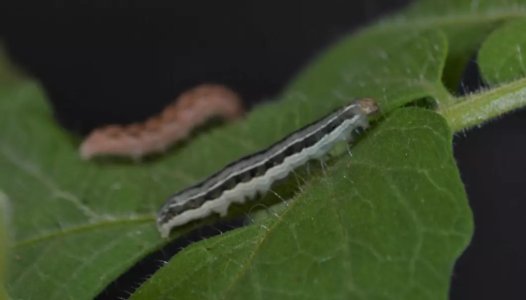 Steppefly-larven spiser mer enn gjerne tomatplanter så lenge den ikke smaker vondt (Foto: Brian Connolly/UW-Madison)