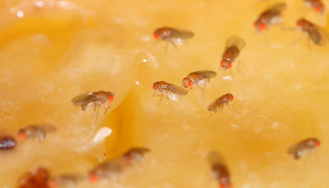 Bananflua puster, har sannsynligvis immunforsvar, kurtiserer hunnen med å vifte med vingene, har sex, spiser, føder, påvirkes av temperatur og har ulikt aktivitetsnivå på natta enn på dagtid. Da er det kanskje ikke rart at så mange forskere velger å ta en nærmere titt på de små insektene. (Illustrasjonsfoto: Shutterstock / NTB Scanpix) Bananflua puster, har sannsynligvis immunforsvar, kurtiserer hunnen med å vifte med vingene, har sex, spiser, føder, påvirkes av temperatur og har ulikt aktivitetsnivå på natta enn på dagtid. Da er det kanskje ikke rart at så mange forskere velger å ta en nærmere titt på de små insektene. (Illustrasjonsfoto: Shutterstock / NTB Scanpix)