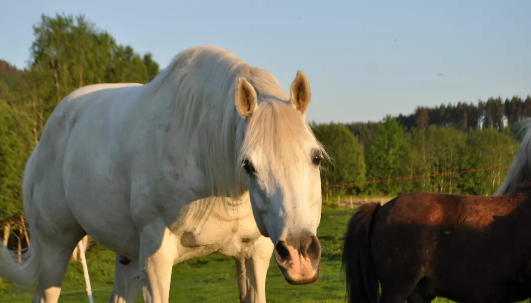 Hester leser kroppspråket vårt selv om de ikke kjenner oss