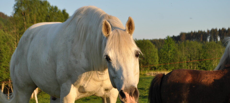 - Resultatene oppmuntrer oss til å være mer bevisst på de signalene vi sender når vi kommuniserer med hester og andre dyr, sier Clara Wilson, en av forskerne i studien. [Foto: Elise Kjørstad]
