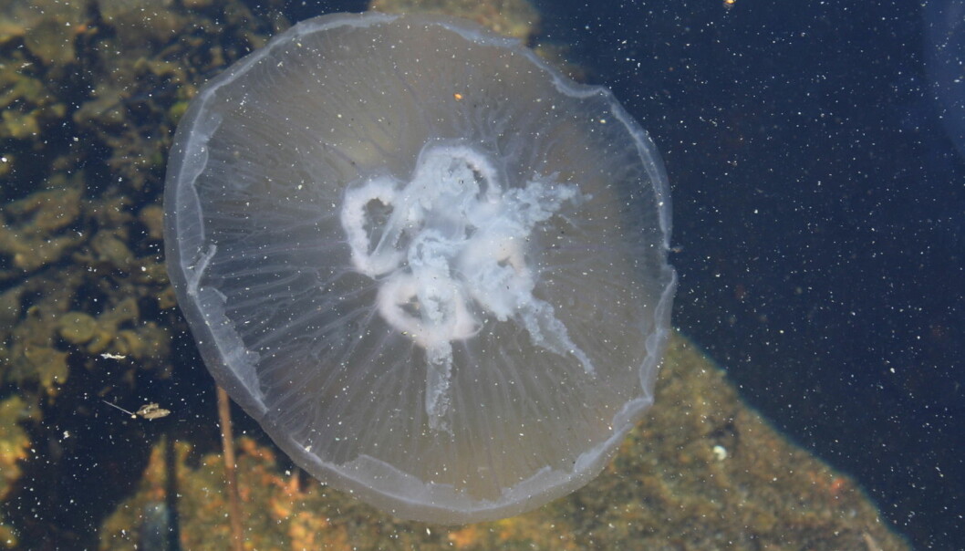 Manetslim kan fange opp mikroplasten i havet