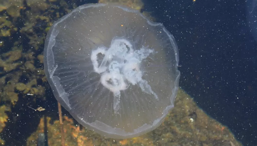 Manetslim kan fange opp mikroplasten i havet