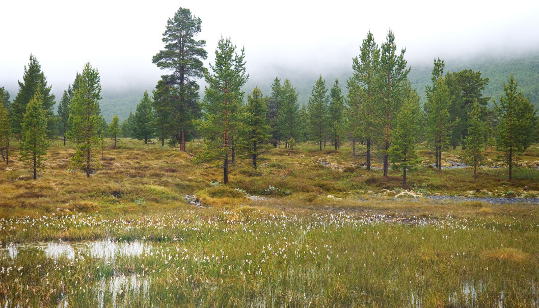 Myra inneholder store mengder CO2. For å unngå at den havner i atmosfæren, er det viktig at vi tar vare på norsk myr. (Illustrasjonsfoto: OpopO / Shutterstock / NTB scanpix) Myra inneholder store mengder CO2. For å unngå at den havner i atmosfæren, er det viktig at vi tar vare på norsk myr. (Illustrasjonsfoto: OpopO / Shutterstock / NTB scanpix)