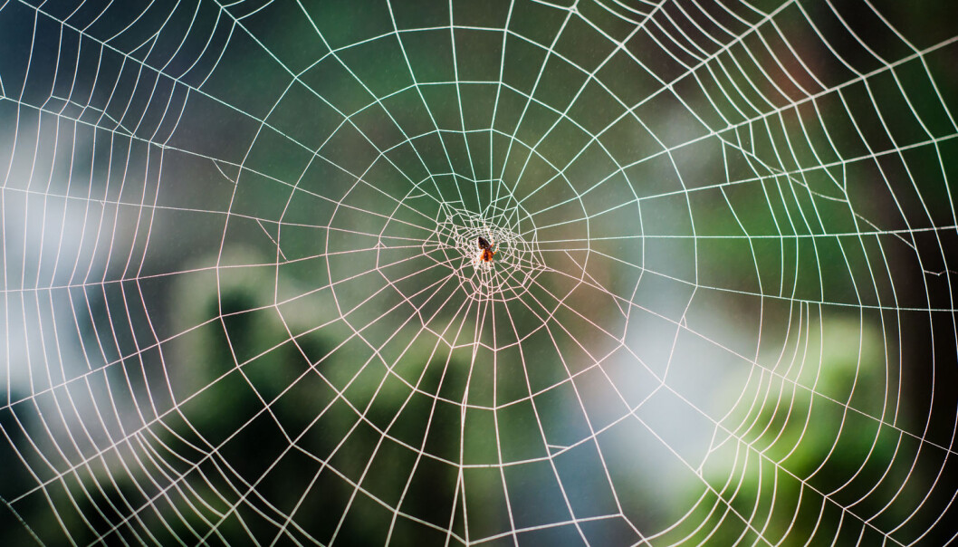 Edderkopper mestrer et fantastisk ingeniørarbeid for å lage de nettene som de fanger fluer og andre insekter med. (Foto: Eugene Kalenkovich / Shutterstock / NTB scanpix) Edderkopper mestrer et fantastisk ingeniørarbeid for å lage de nettene som de fanger fluer og andre insekter med. (Foto: Eugene Kalenkovich / Shutterstock / NTB scanpix)