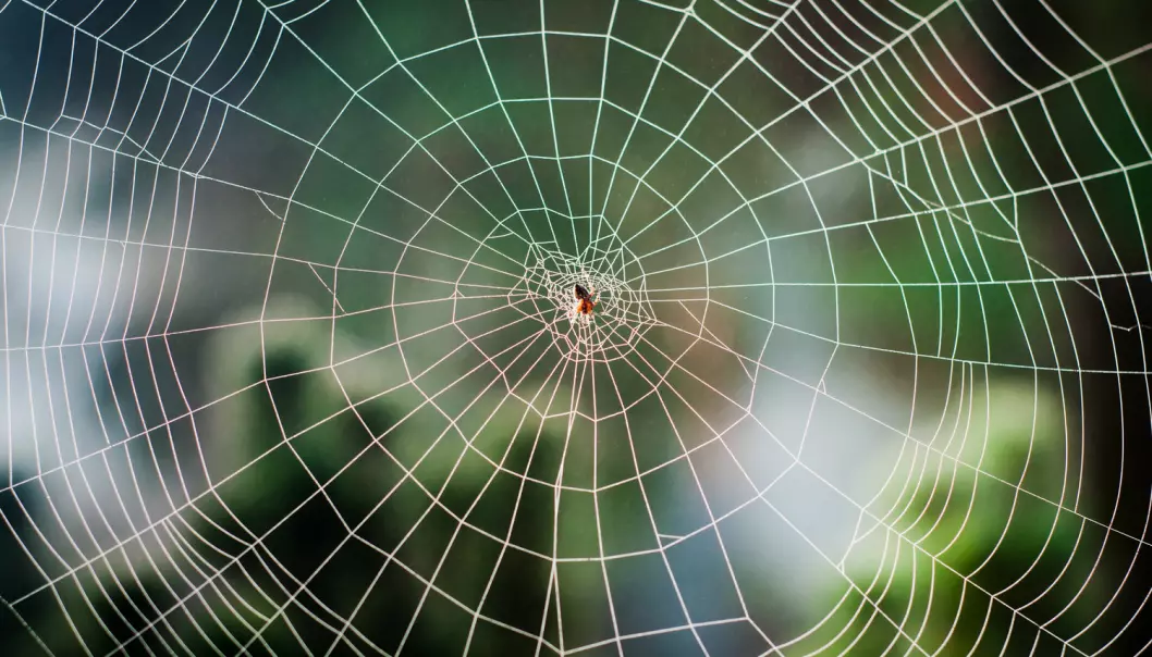 Edderkopper mestrer et fantastisk ingeniørarbeid for å lage de nettene som de fanger fluer og andre insekter med.  (Foto: Eugene Kalenkovich / Shutterstock / NTB scanpix)