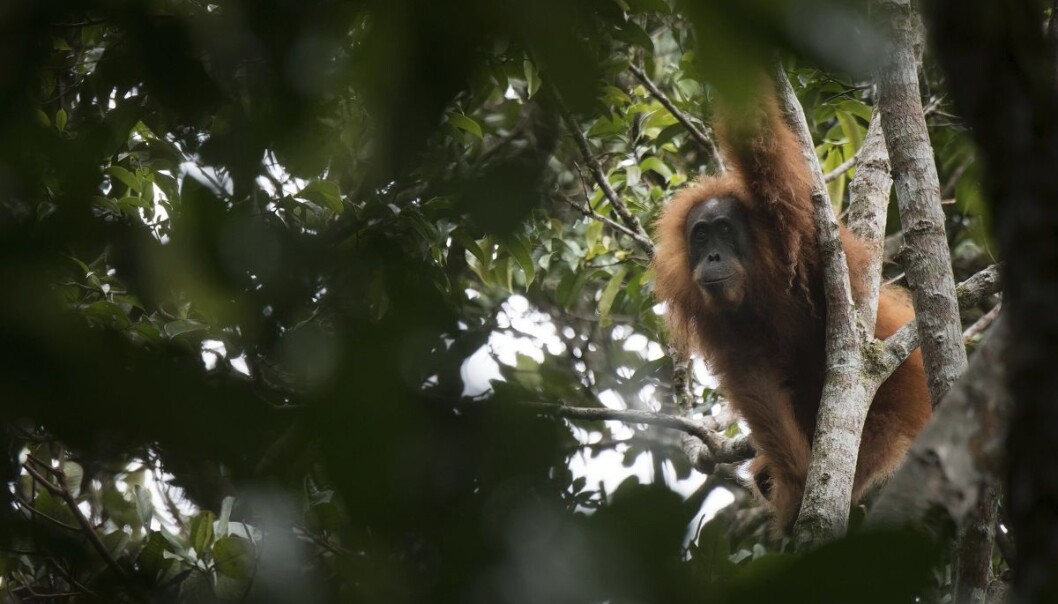 Et udatert bilde viser en tapanuli-orangutang i Batang Toru-skogen på Nord-Sumatra. (Foto: Jonas Landolt, Sumatran Orangutan Conservation Programme via AP, NTB scanpix) Et udatert bilde viser en tapanuli-orangutang i Batang Toru-skogen på Nord-Sumatra. (Foto: Jonas Landolt, Sumatran Orangutan Conservation Programme via AP, NTB scanpix)