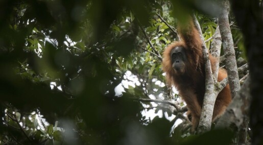 Ny orangutang-art funnet – kan snart være utryddet