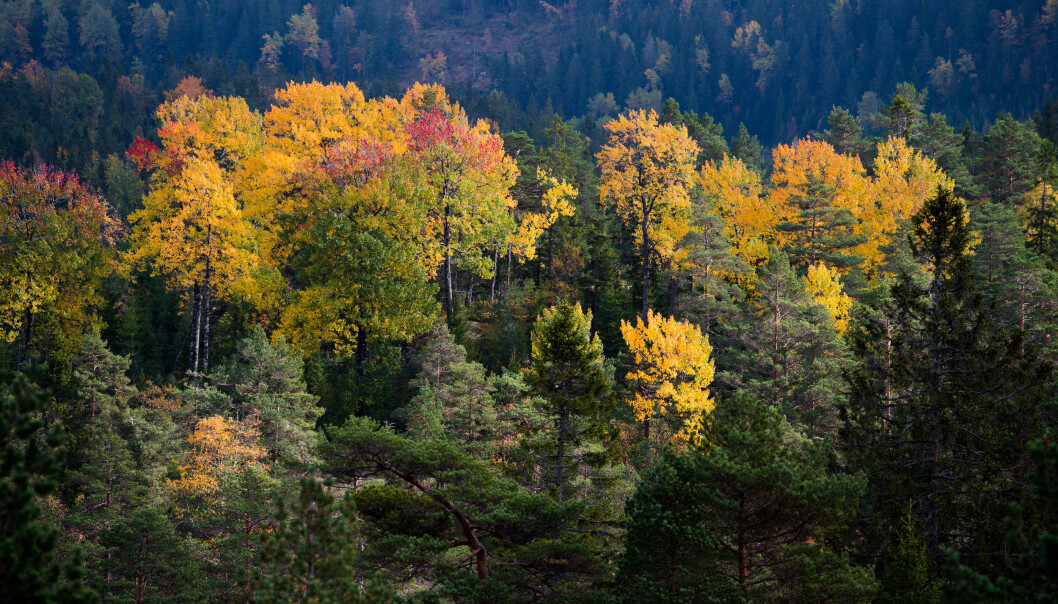 Høstfarget osp i barskog. (Foto: Dan Aamlid, NIBIO) Høstfarget osp i barskog. (Foto: Dan Aamlid, NIBIO)