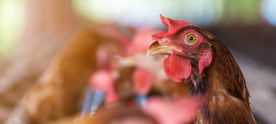 Brune høner legger ofte – men slett ikke alltid – brune egg.  (Illustrasjonsfoto: 24Novembers / Shutterstock / NTB scanpix)