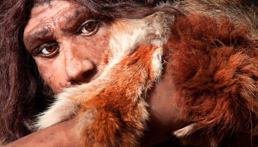 Rekonstruksjon av en neandertaler. (Foto: Shutterstock/NTB Scanpix) Rekonstruksjon av en neandertaler. (Foto: Shutterstock/NTB Scanpix)