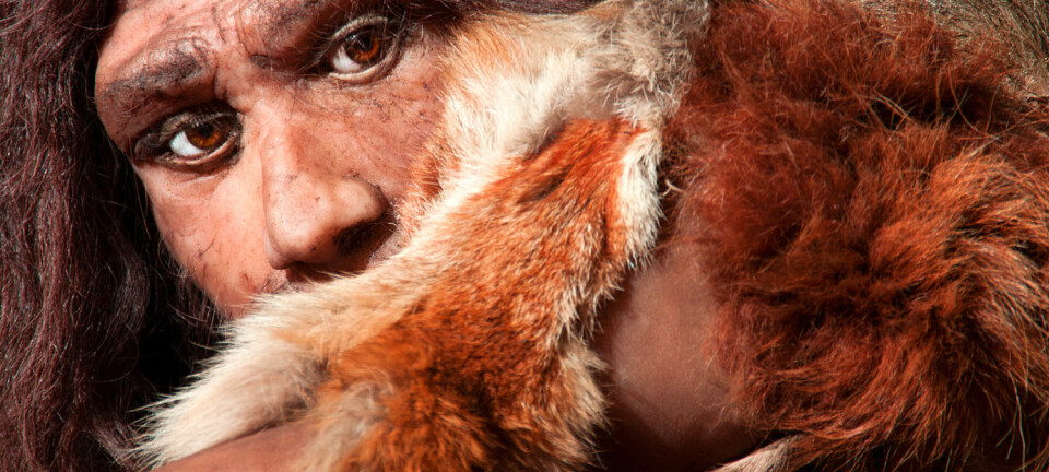Rekonstruksjon av en neandertaler. (Foto: Shutterstock/NTB Scanpix)