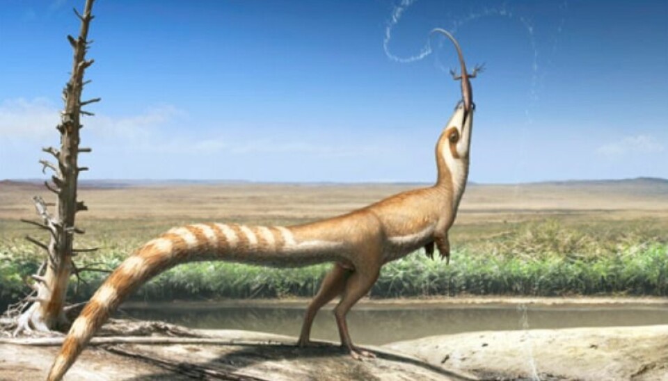 Sinosauropteryx i et åpent, liknende landskap som den antakelig levde i for 130 millioner år siden.  (Illustrasjon: Robert Nicholls)
