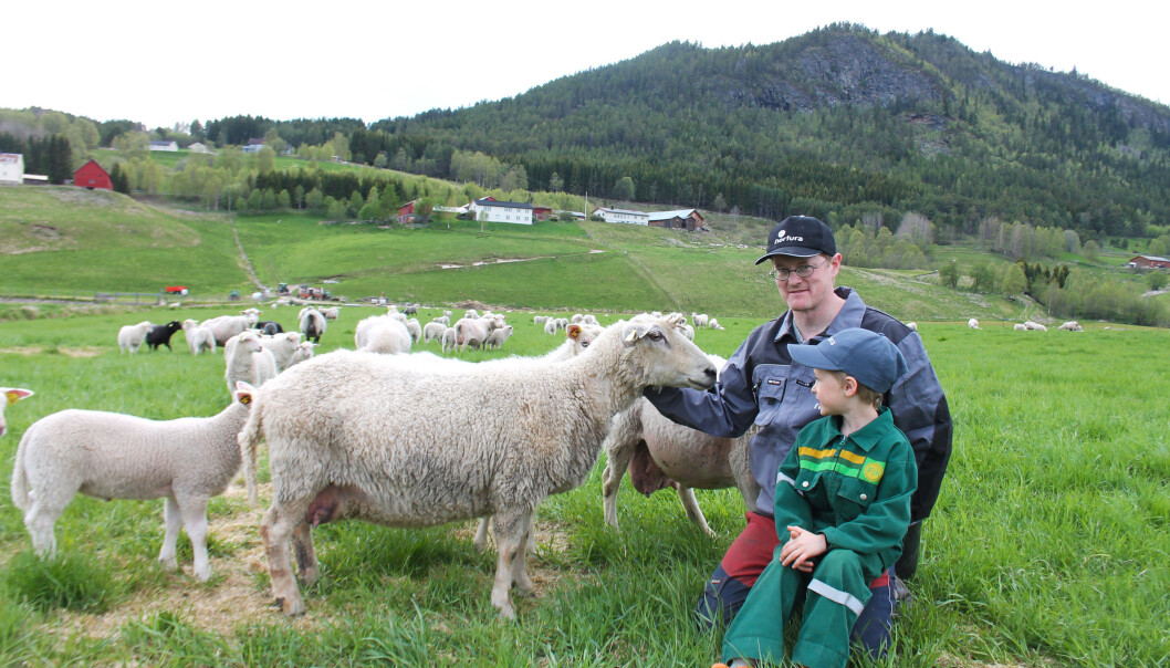 Forsker og sauebonde Ola Flaten har sett nærmere på hva som får kollegaene i landbruket til velge å fortsette eller slutte med sau. (Foto: Ole Sylte Hegset) Forsker og sauebonde Ola Flaten har sett nærmere på hva som får kollegaene i landbruket til velge å fortsette eller slutte med sau. (Foto: Ole Sylte Hegset)
