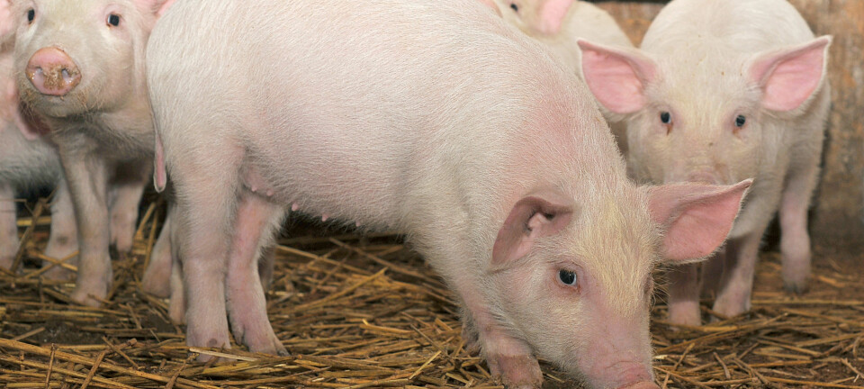 I framtiden kan grisen få fôr med proteiner fra trær og tare. Men først vil forskere forsikre seg om at maten ikke påvirker helsen deres.  (Illustrasjonsfoto: Colourbox)